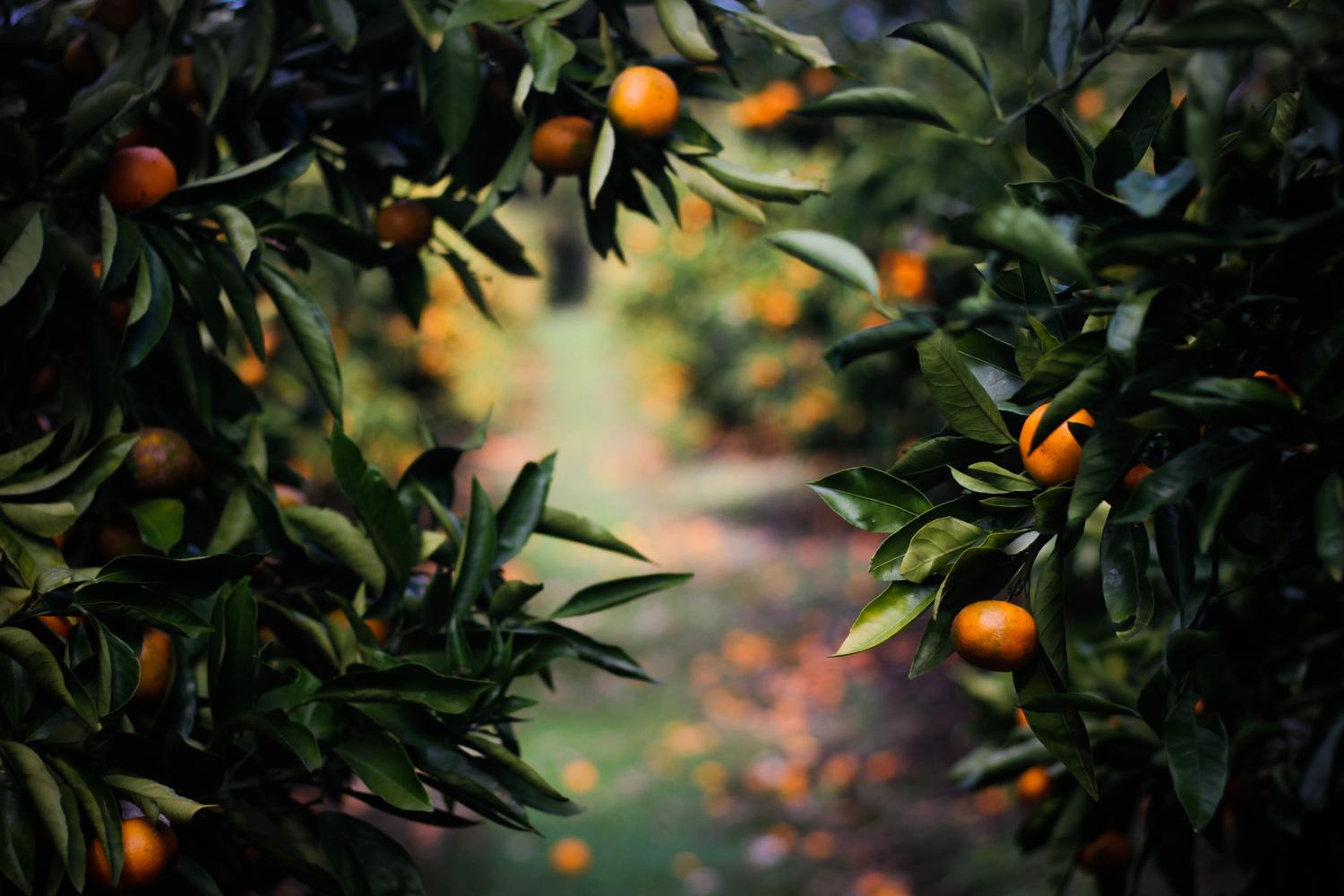 Orange tree