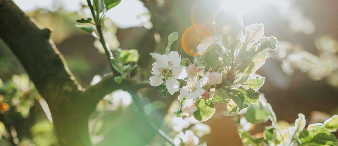 fruit of the spirit- patience