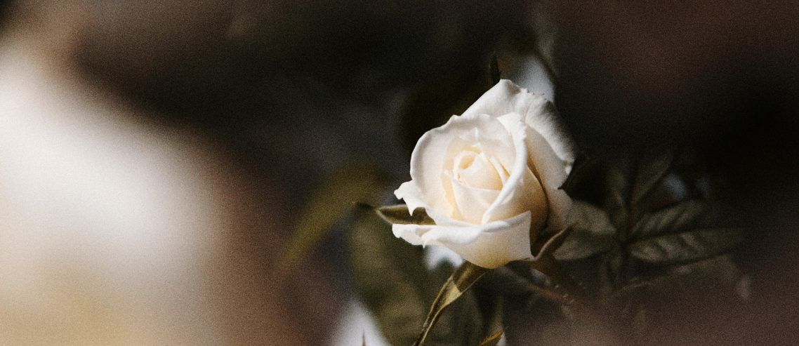 a white rose for emotional affairs