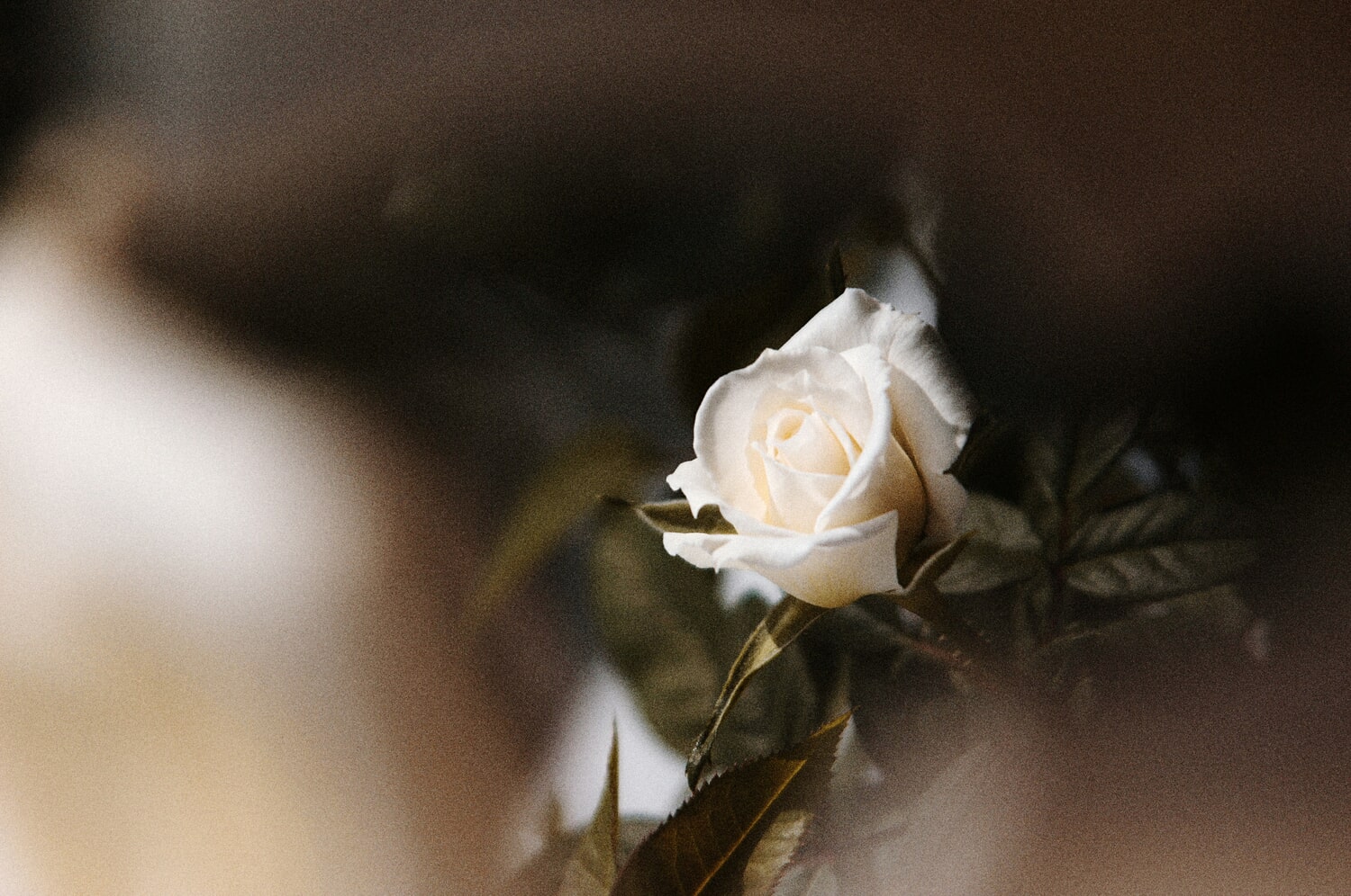 a white rose for emotional affairs