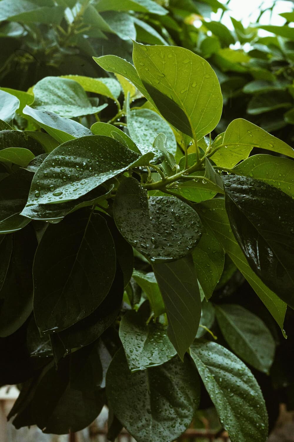 A close-up of lush green leaves covered in dewdrops, capturing a fresh and vibrant nature scene in Abuja.