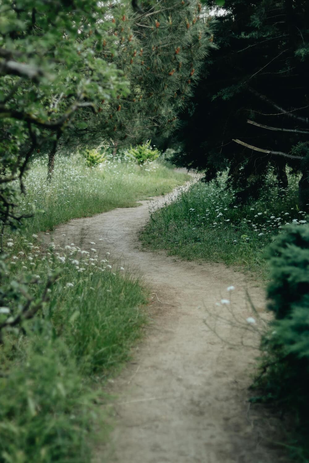 A winding path through lush greenery in a rural countryside setting, perfect for a summer walk.